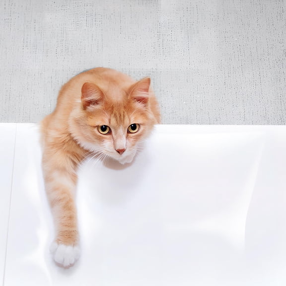 BESTYASH Clear Transparent Electrostatic Wall Film Protector Sheet for Sofa, Kitchen Walls, and Furniture