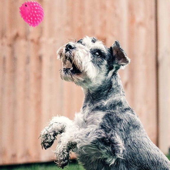 BESTYASH Dog Toy Hedgehog Squeak for Teething Time 2Pcs