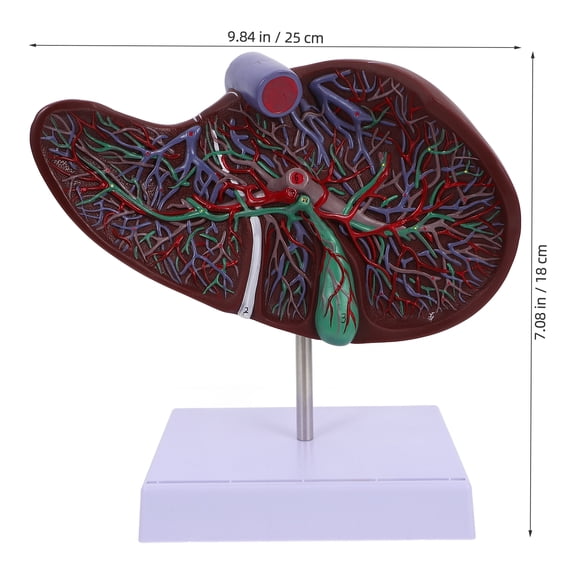 BESTYASH Durable Brown Plastic Human Liver Model Anatomical Teaching Tool for Display