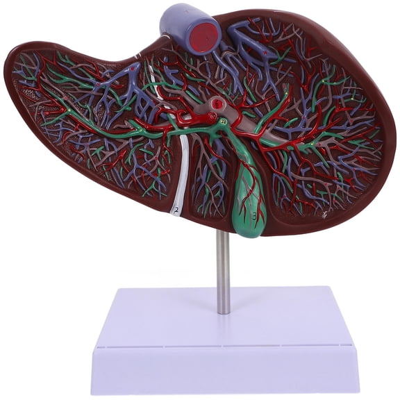 BESTYASH Durable Brown Plastic Human Liver Model Anatomical Teaching Tool for Medical Display