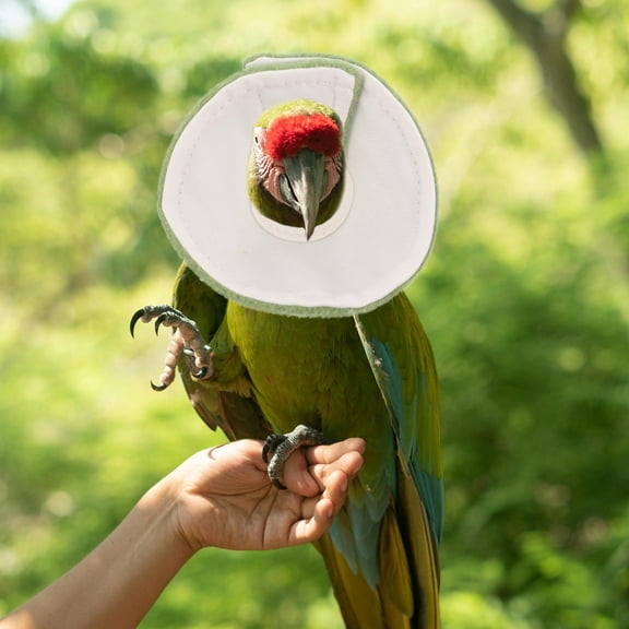 BESTYASH Green Parrot Cone Collar Soft Washable Bird Protective Neckwear for Injury Healing
