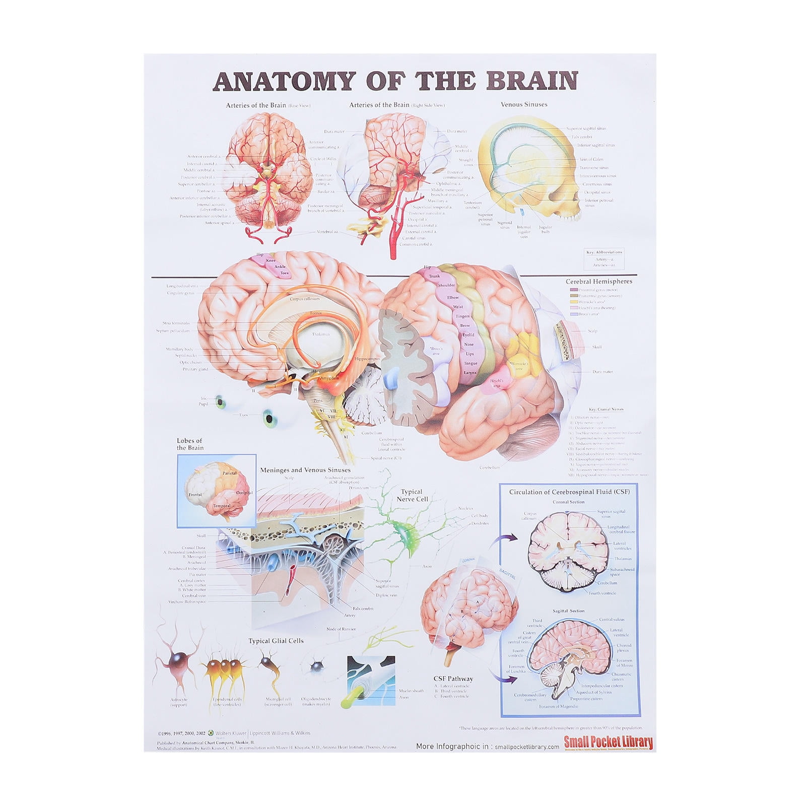 BESTYASH Premium Human Brain Anatomy Poster - Chart for Educational ...