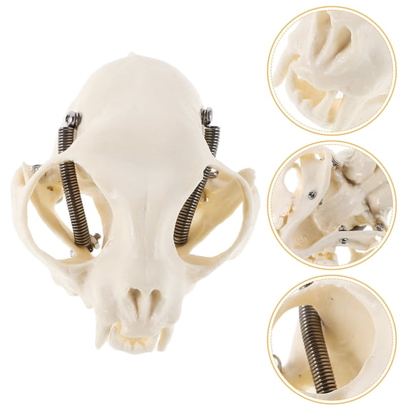 BESTYASH Specimen Decoration Cat Skull Figurine PVC 1Pack for Educational Tool Science Teaching