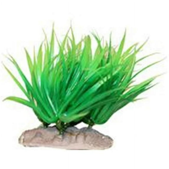 BETTA PLANT