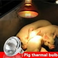 thumbnail image 1 of BETTERLIFE INFRA RED HEAT BULB LAMP 250W Poultry Chick Brooder Lambs Livestock} K7P6, 1 of 8