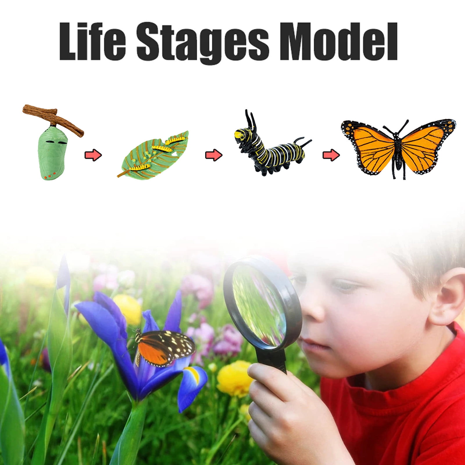 BFYSFBAIG Butterfly Life Cycle of A Growth Stage Model Educational ...
