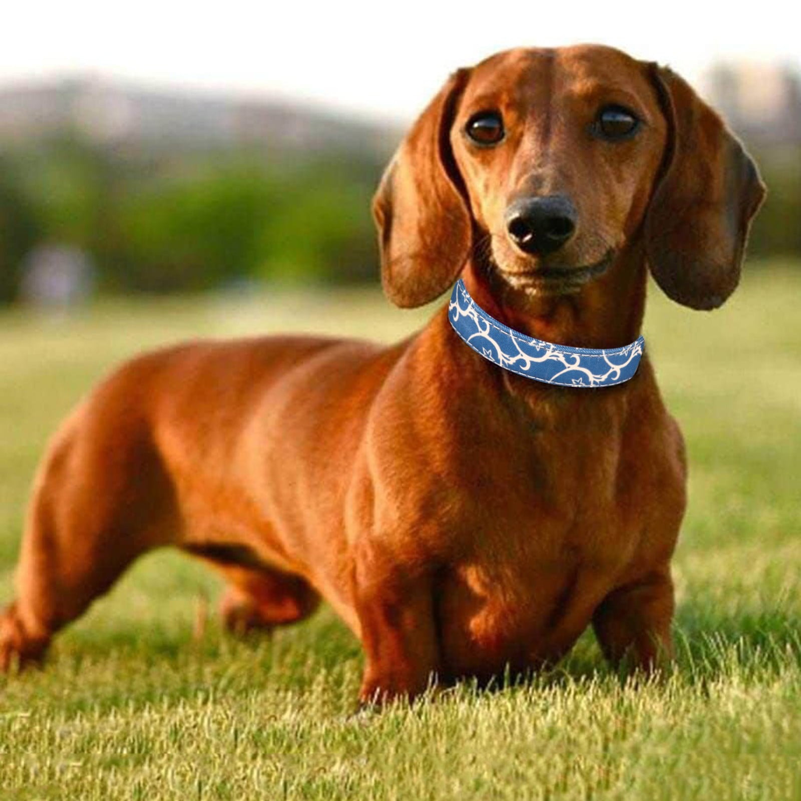 BFYSFBAIG Multicolored Printed Pet Collar With Anti Loss Letter