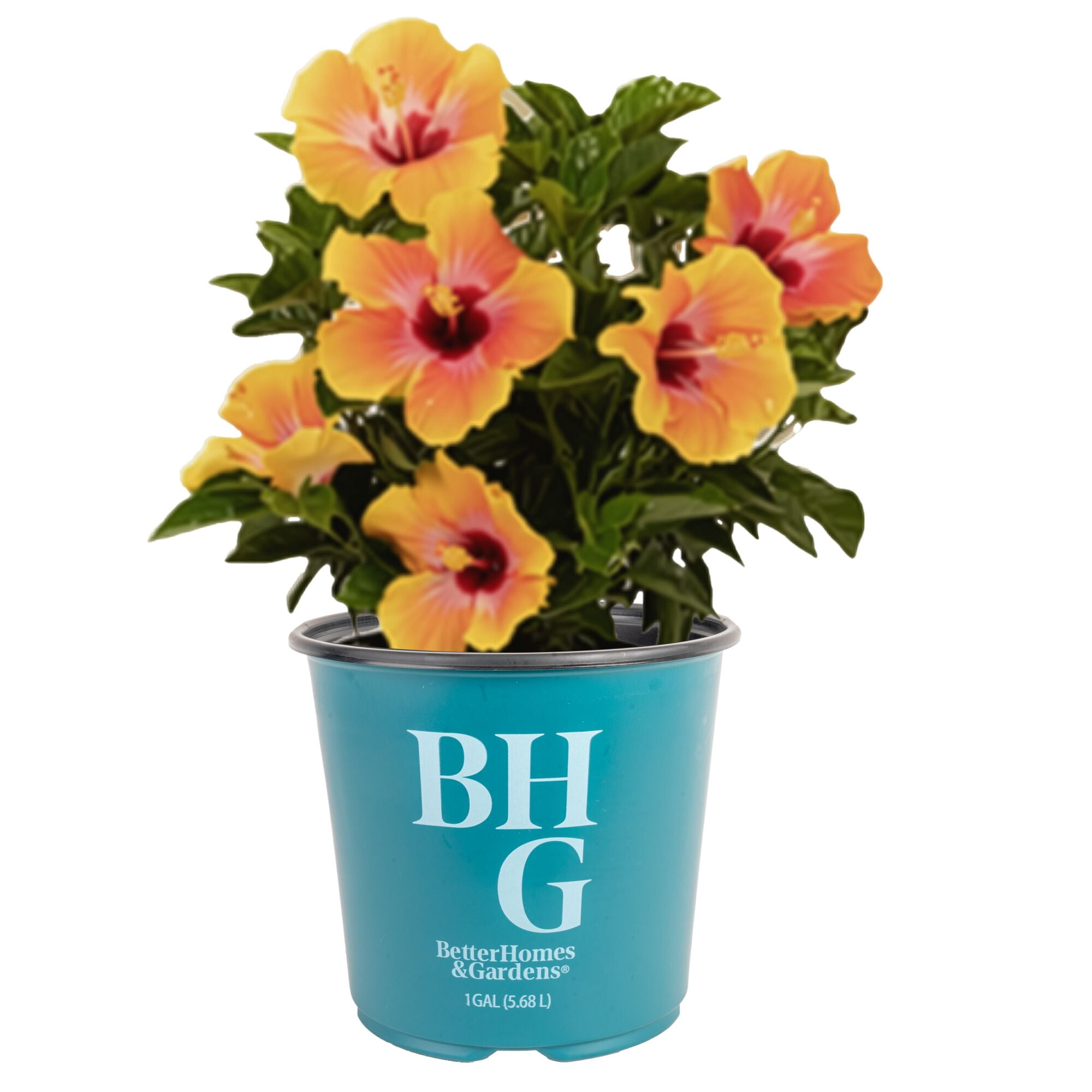 BH&G 22" Hibiscus Fiesta Live Outdoor Plant in 1.5Gal Grower Pot