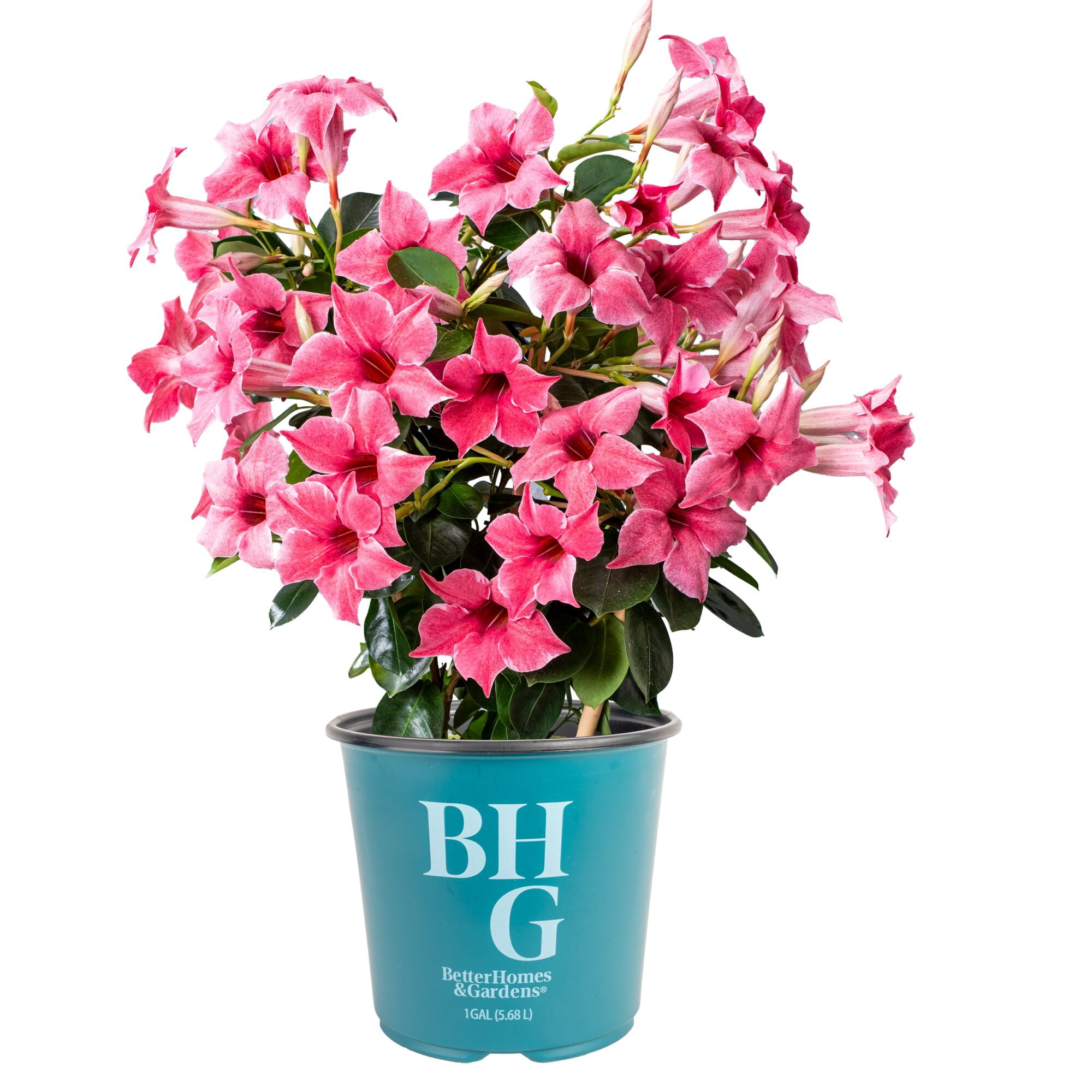 BHG 24" Mandevilla Mauvelous Bush Live Outdoor Plant in 1Gal Grower Pot