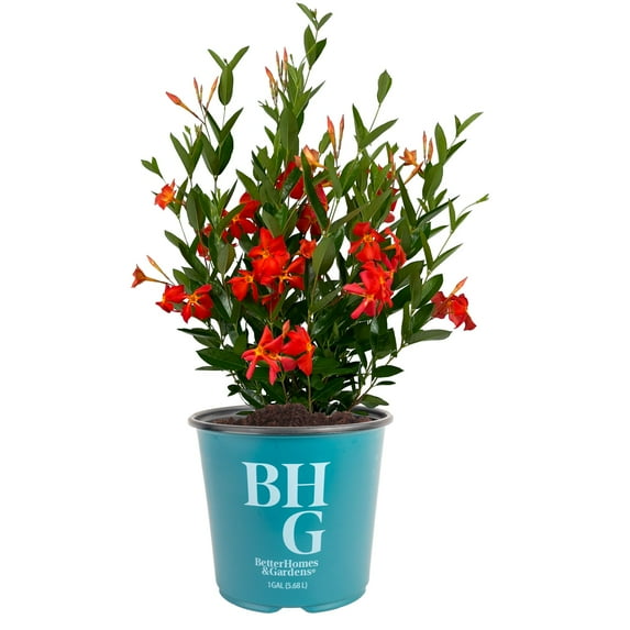 BHG 24" Orange Mandevilla Firedup Live Outdoor Plant in 1Gal Grower Pot