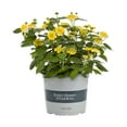 thumbnail image 1 of BHG 3QT Multicolor Lantana Mix Live Plants with Grower Pot, 1 of 3