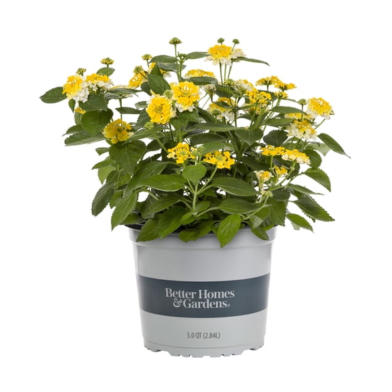 BHG 3QT Multicolor Lantana Mix Live Plants with Grower Pot