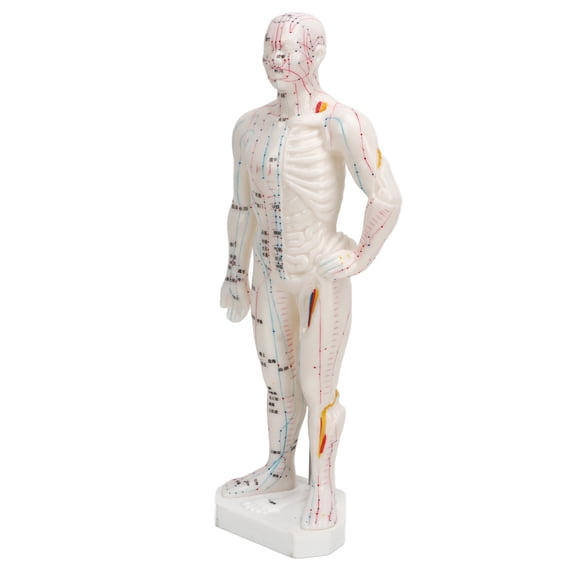 BIMZUC 10.2 Inches / 26 cm Human Body Meridian Acupuncture Model Professional Portable PVC Tool for Science Class Education