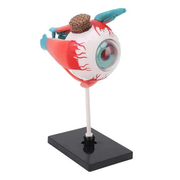 BIMZUC Human Eye Anatomical Model with 16 Detachable Parts, 3D Eyeball Anatomy Science Teaching Tool with Detachable Stand for Medical Education Display, 9.45 inches / 24 cm