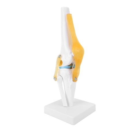 BIMZUC Life Size PVC Human Knee Joint Anatomy Educational Model for Scientific Classroom Demonstrations and Orthopedic Medical Teaching 13.0 x 5.12 x 5.12 inches / 33 x 13 x 13 cm