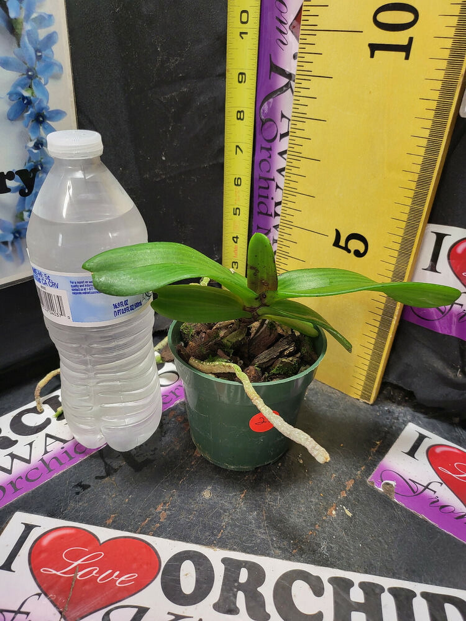 BIN Rhynchostylis gigantea 'Red' Collectors item! Very Fragrant