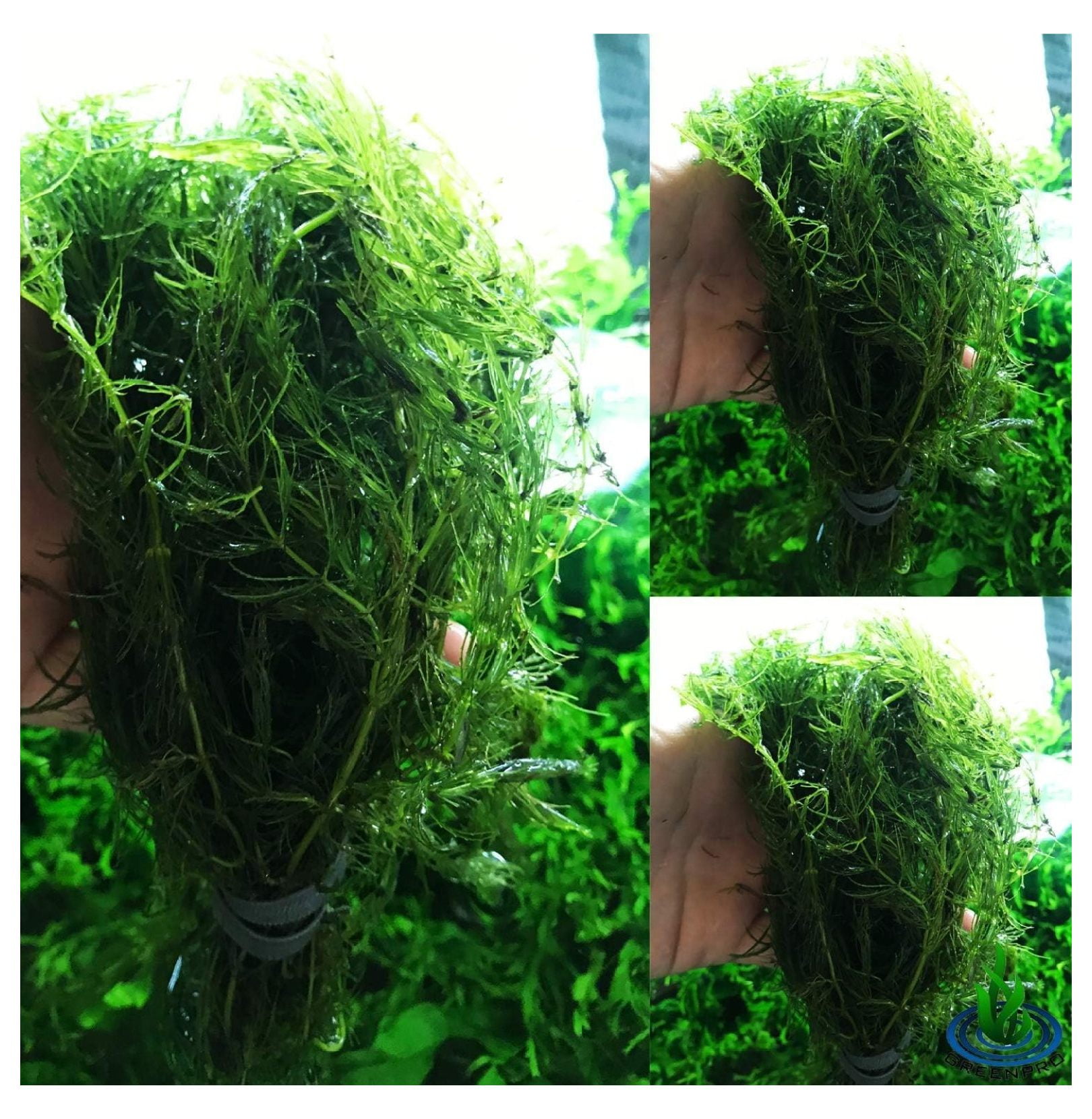 BIN24 Hornwort Ceratophyllum Demersum Pond Oxygenating Live Aquarium