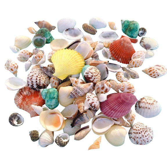 BINGLI Sea Shells Mixed Beach Seashells 100g 1.2"-2.5 "Various Sizes Natural Seashells of Natural Starfish for Beach Themed Party DIY Crafts Fishtank Vase Fillers Home Wedding Decorations