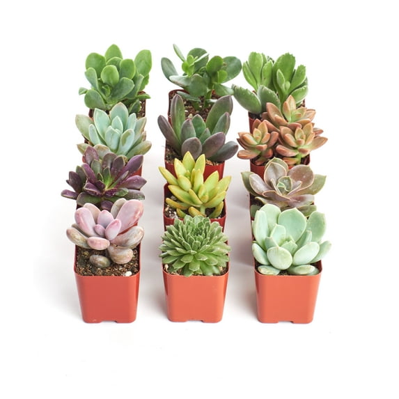 Home Botanicals 2" Assorted Succulent Live Plants in 2" Square Pots (12 Count)