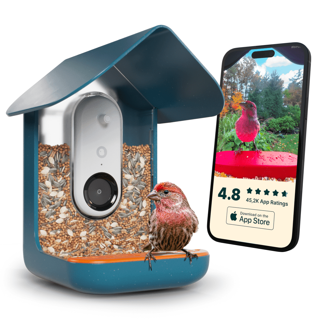 Blue Smart Bird Feeder with Camera and AI Identification