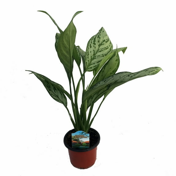 BJ Freeman Chinese Evergreen Plant - Aglaonema - Low Light - 4" Pot