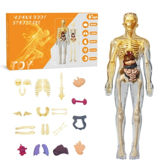 BJBSJSZ 3D Human Body Anatomy Model for Kids 8-12, Skeleton Model Kids, Children Plastic DIY Skeleton Toy, Skeleton Model Kids, Educational Science Kit, Removable Parts