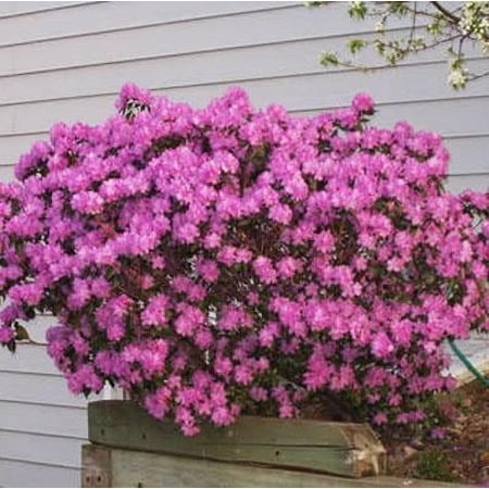 BJM Elite Rhododendron