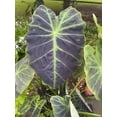 BLACK BEAUTY ELEPHANT EARS COLOCASIA ANTIQUORUM LIVE PLANT
