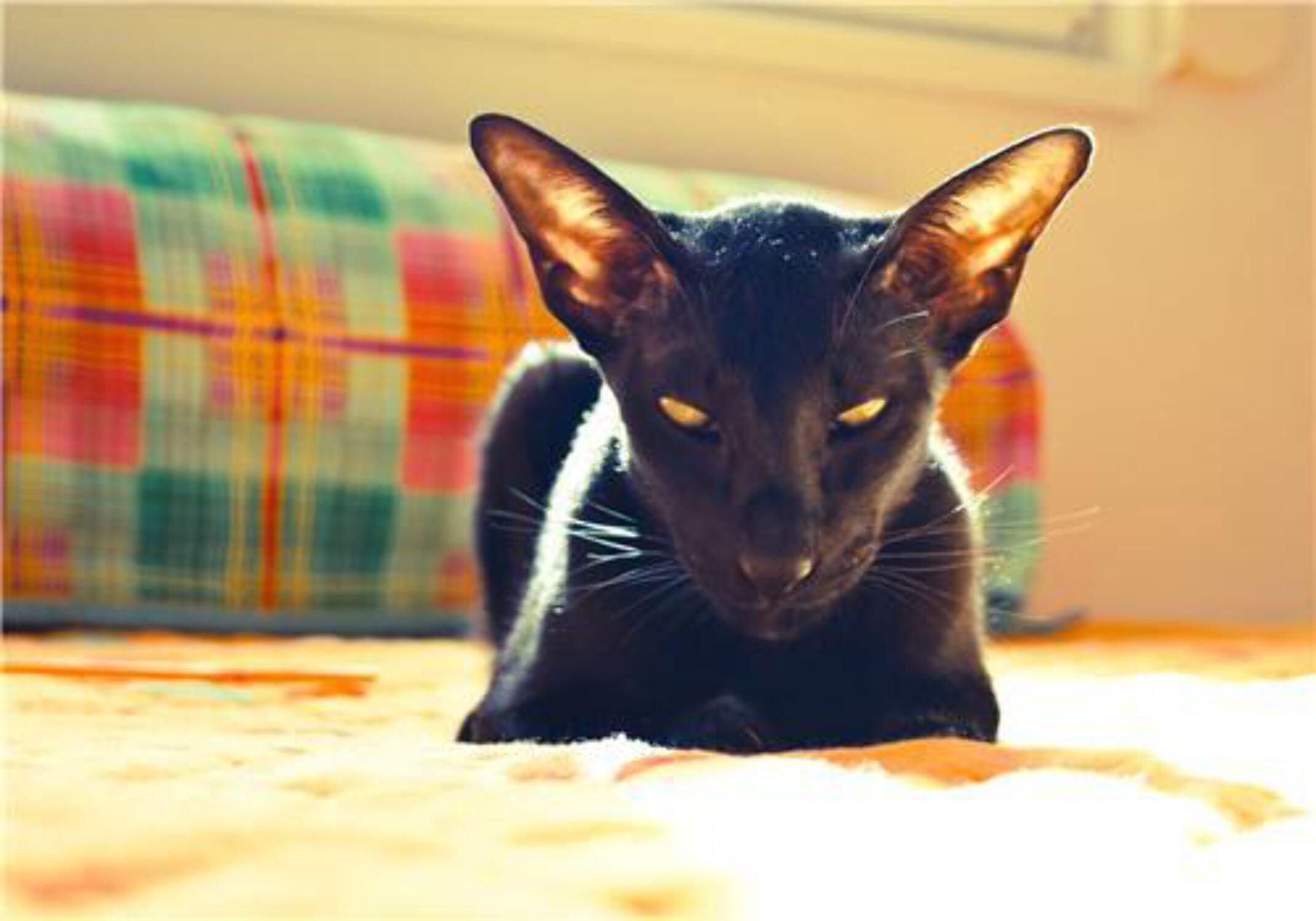 BLACK ORIENTAL CAT GLOSSY POSTER PICTURE PHOTO shorthair siamese kitten purr
