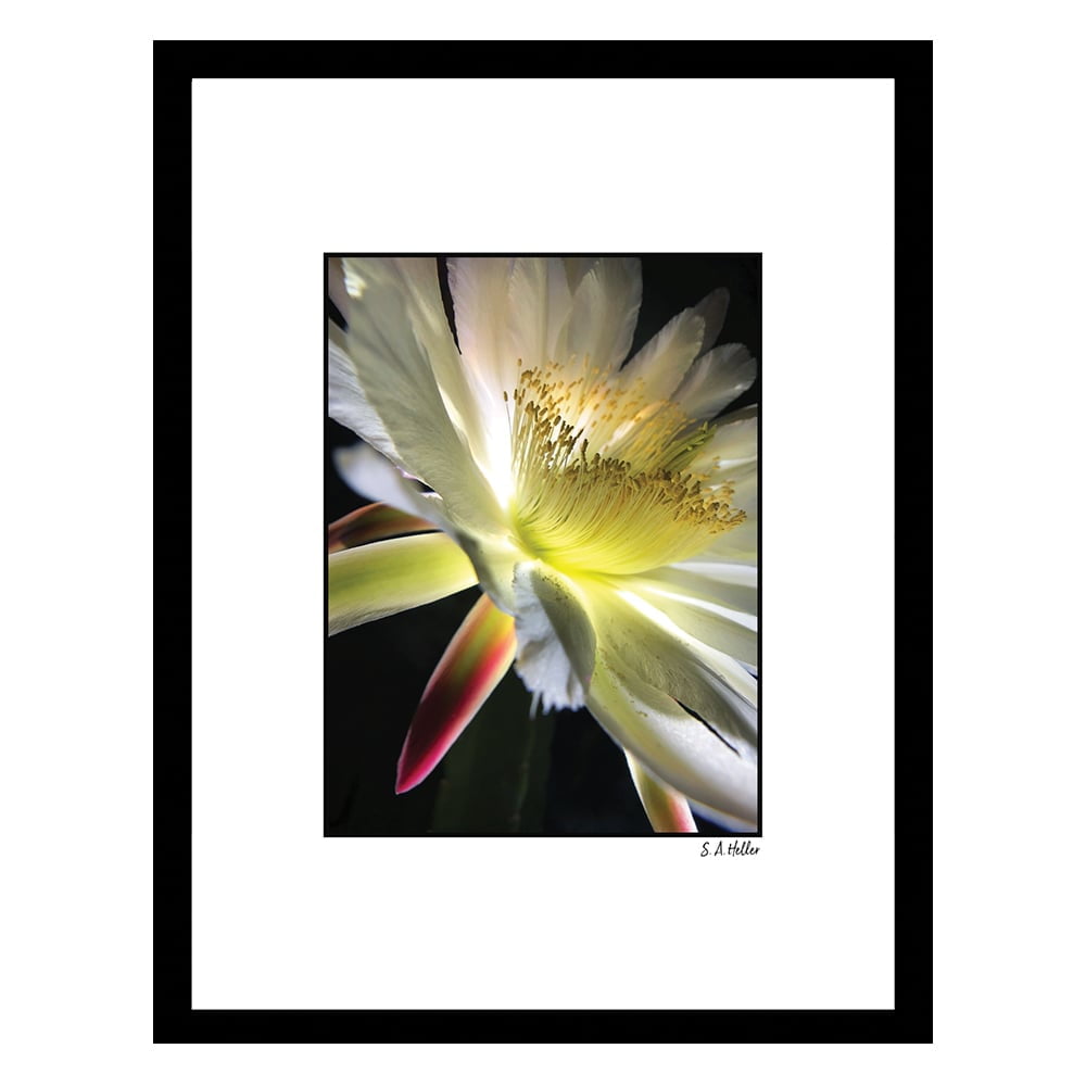BLOOM PARADE Framed Printed Photograph