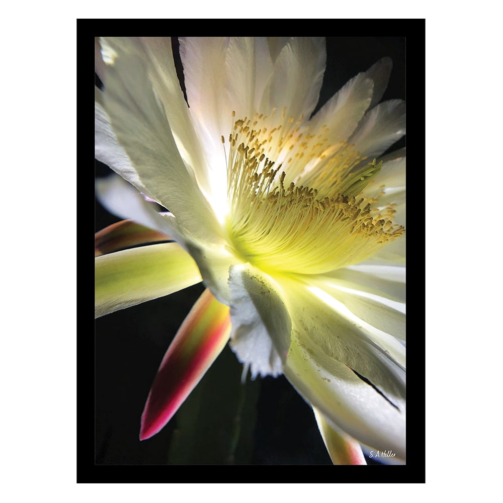 BLOOM PARADE Framed Printed Photograph