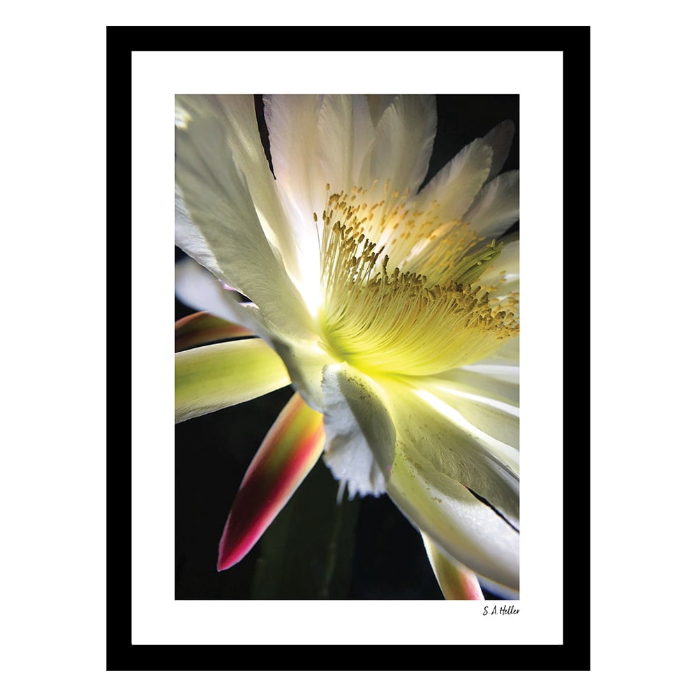BLOOM PARADE Framed Printed Photograph