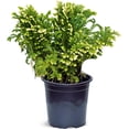 thumbnail image 1 of BLOSSOM BOOM GARDEN CENTER 10" Frosty Fern Live Plants in 4" Pot, 1 of 5