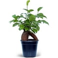 thumbnail image 1 of BLOSSOM BOOM GARDEN CENTER 10" Green Ginseng Ficus Live Plants in 4" Pots, 1 of 5