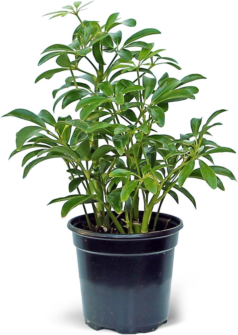 BLOSSOM BOOM GARDEN CENTER Schefflera Arboricola 12 Inch Live Plant, Easy  Care, 4 Inch Pot - Walmart.com