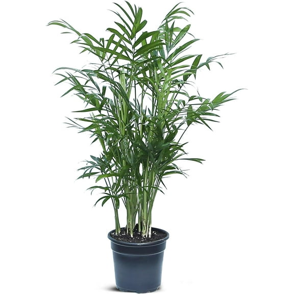 BLOSSOM BOOM GARDEN CENTER 14" Parlor Palm Live Plants in 4" Pot, Air Purifying