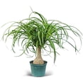 thumbnail image 1 of BLOSSOM BOOM GARDEN CENTER 16" Ponytail Palm Live Plants in 6" Pot, 1 of 5