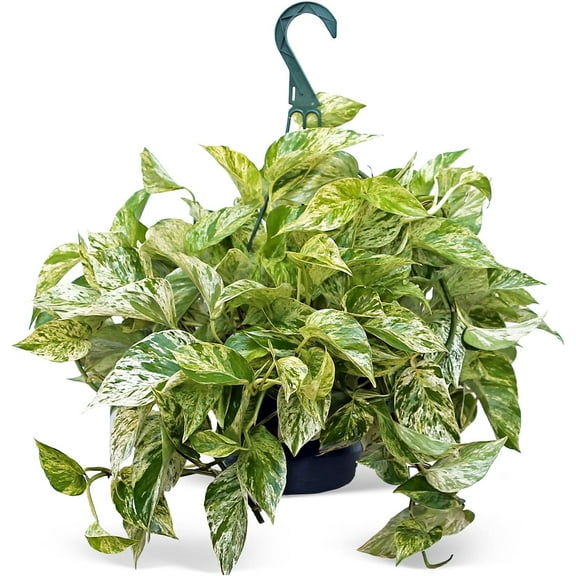 BLOSSOM BOOM GARDEN CENTER Marble Queen Pothos Live Trees