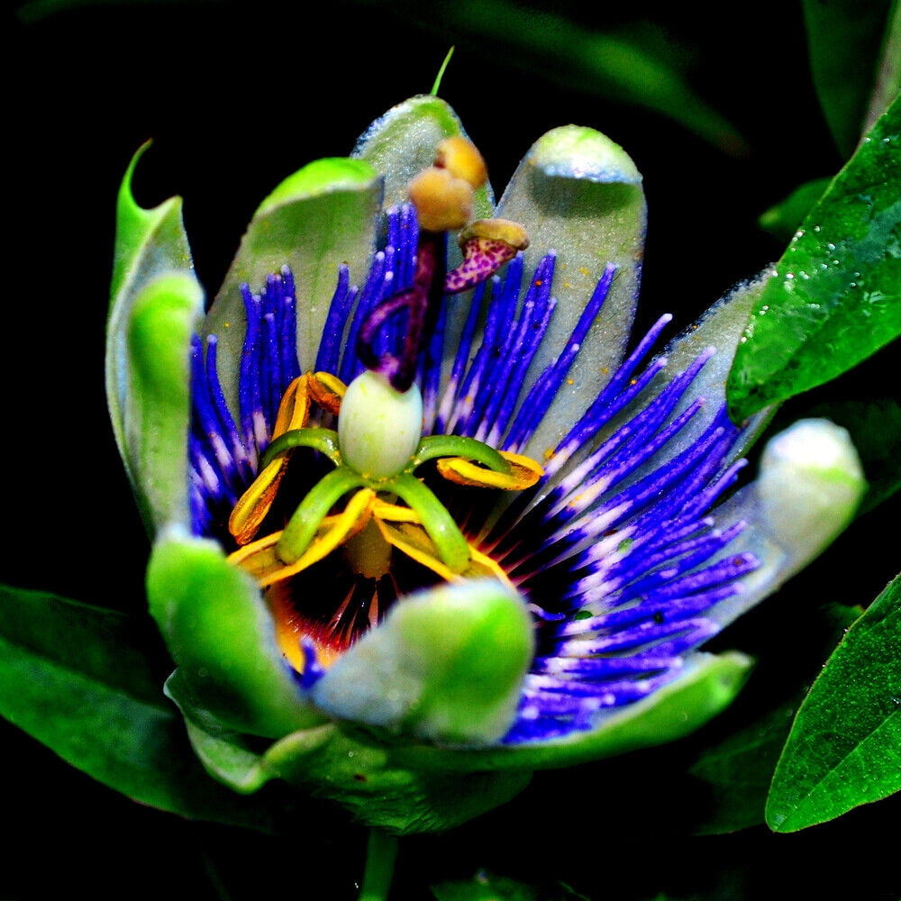 BLUE PASSION FLOWER SEEDS Climber Vine Fruit Plant Hummingbirds Blue passion flower seeds climber vine fruit plant hummingbirds