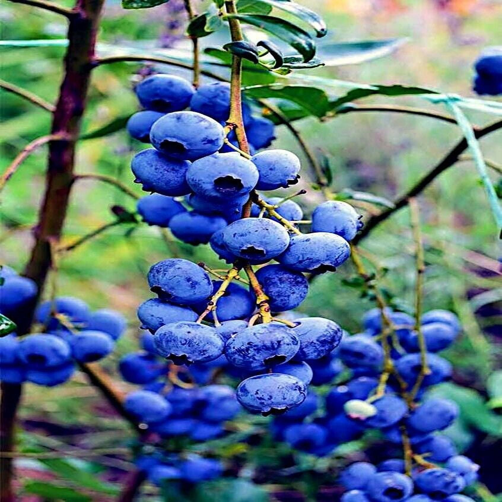 Blueberry Tree Seeds New Jersey Southern Highbush Cold Hardy Garden 