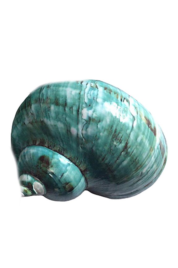 Green Turbo Natural Rare Real Sea Shell Conch Stunning Healing Decor Ocean, 4 inch Sea Shell for Beach Theme Fish Tank Air Plant Holder DIY Coastal Craft Decoration