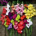 BODABI 3pcs Gladioli Bulbs Gladioli Mixed Bulbs Large Flowering Mixed