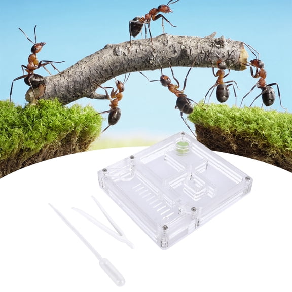 BOKYAN Acrylic Transparent Ant Breeding House Nest Formicarium Display Box Ornamental Insect Habitat Educational Science Observation Enclosure with Clamp and Dropper for Kids