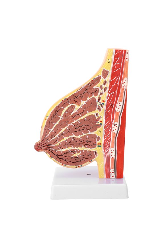Lactating Bust Anatomical Model PVC Hand Made Lifelike Female Chest Model for Nursing Training, 8.66 inches / 22 cm