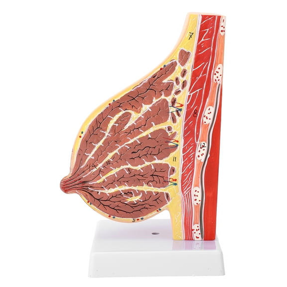 BOKYAN Lactating Bust Anatomical Model PVC Hand Made Lifelike Female Chest Model for Nursing Training, 8.66 inches / 22 cm