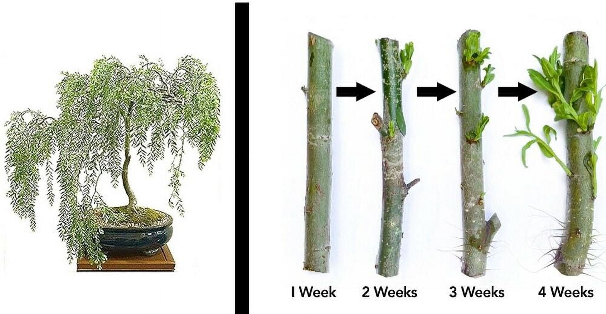 BONSAI START CUTTING! Hybrid Willow Tree Thick Trunk Start Dwarf Bonsai