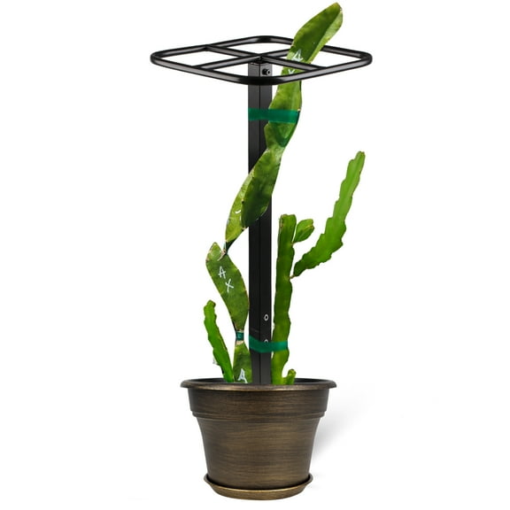 BOOXMIMI Premium Dragon Fruit Trellis - Durable Metal Trellis for Vertical Gardening and Climbing Plants - 12in x 12in x 50in