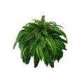 thumbnail image 1 of BOSCEAE Realistic Artificial Boston Fern, Lifelike Faux Greenery for Hanging Baskets & Shelf Decor, Plastic Leaf Plant Accent, Ideal for Indoor & Covered Patio Use, 1 of 6