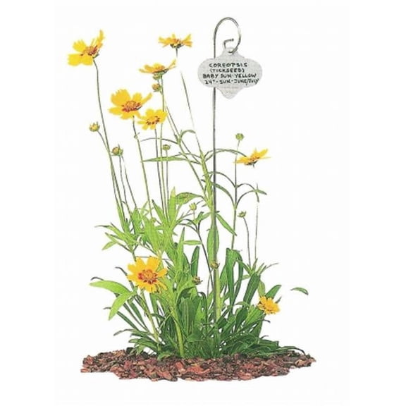 BOSMERE H436 Wren 24 in. Garden Stake with Stainless Steel Tag - Pack of 6