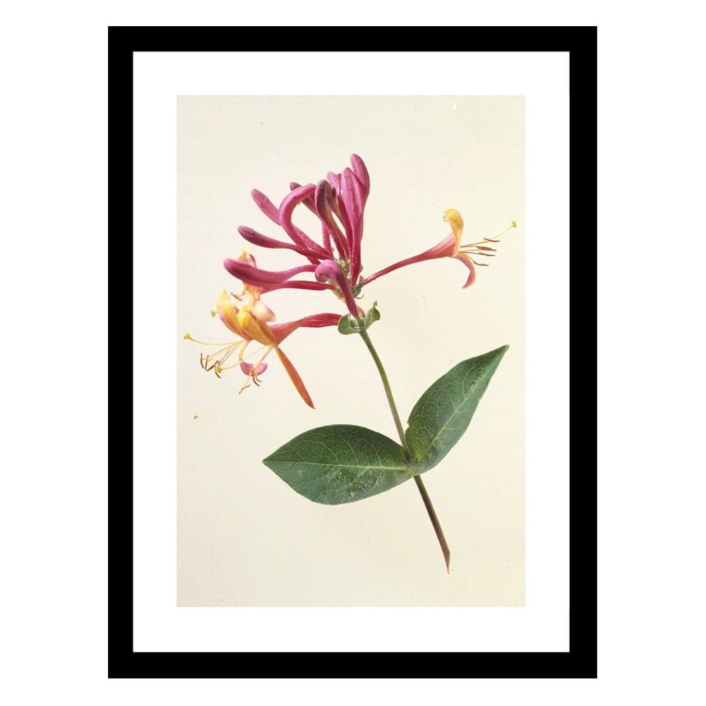 BOTANY BEAUTY Framed Printed Photograph